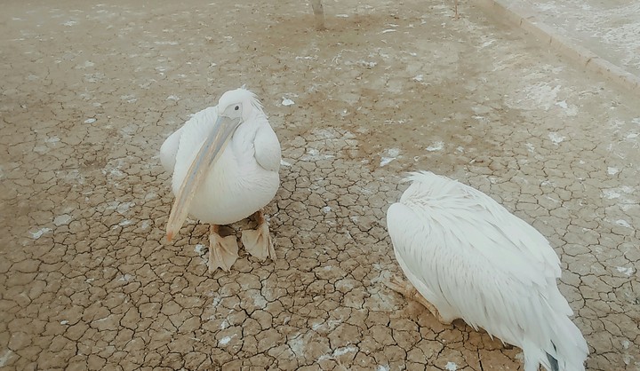 birds