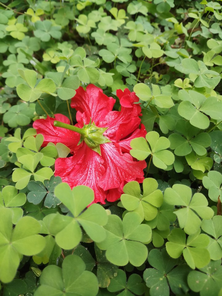 fallen flower