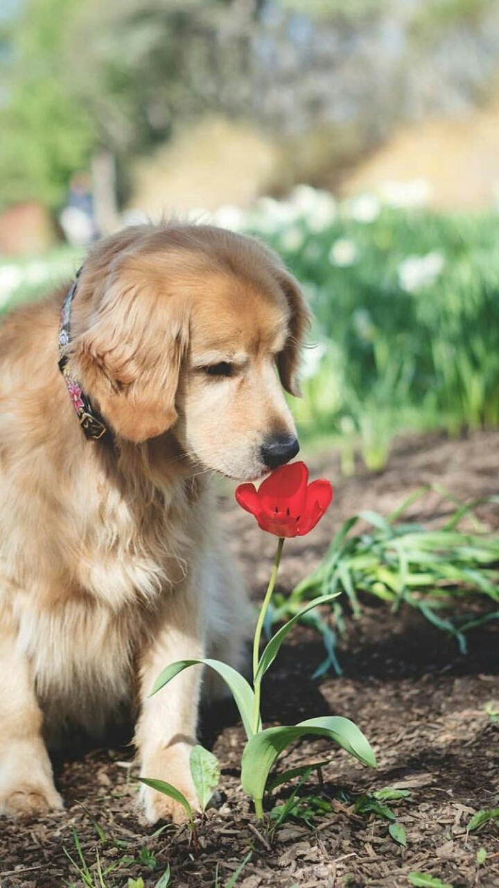 Woof! Woof!