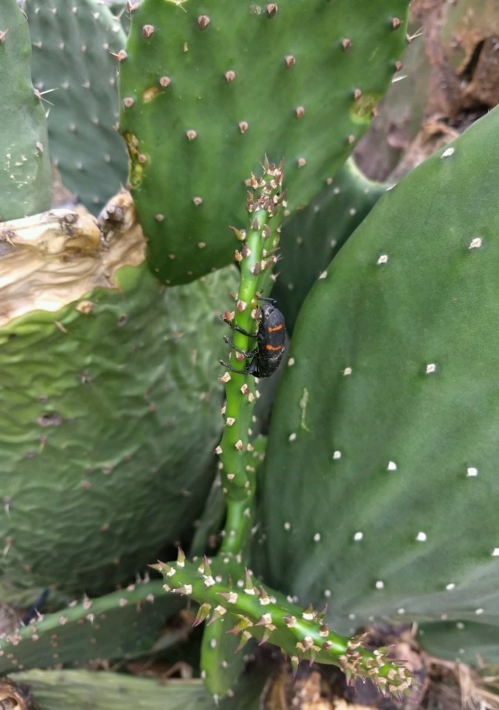 Pinacatito