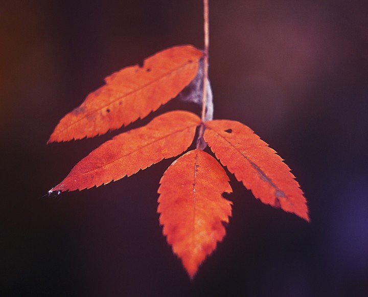 leaf
