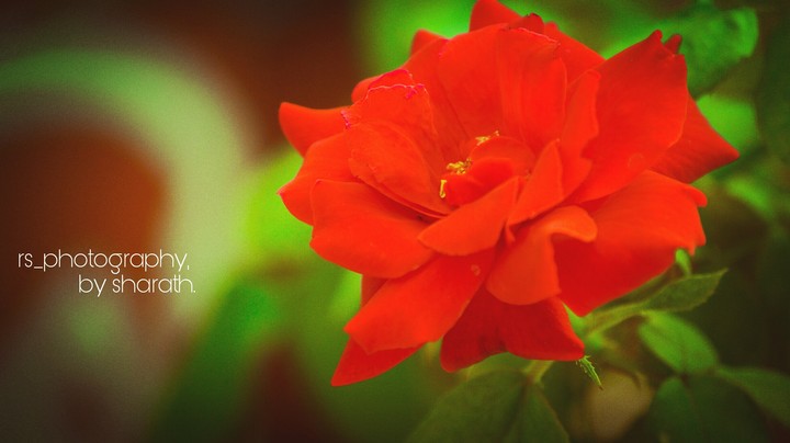 Rs_photography, by sharath.