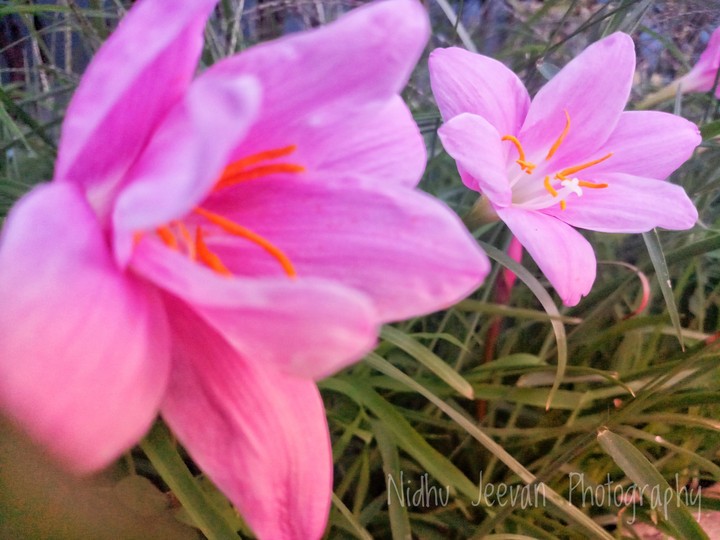 Pink Flower