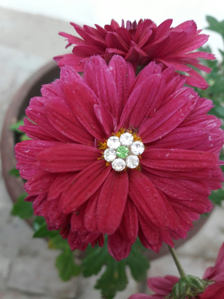 pink flower