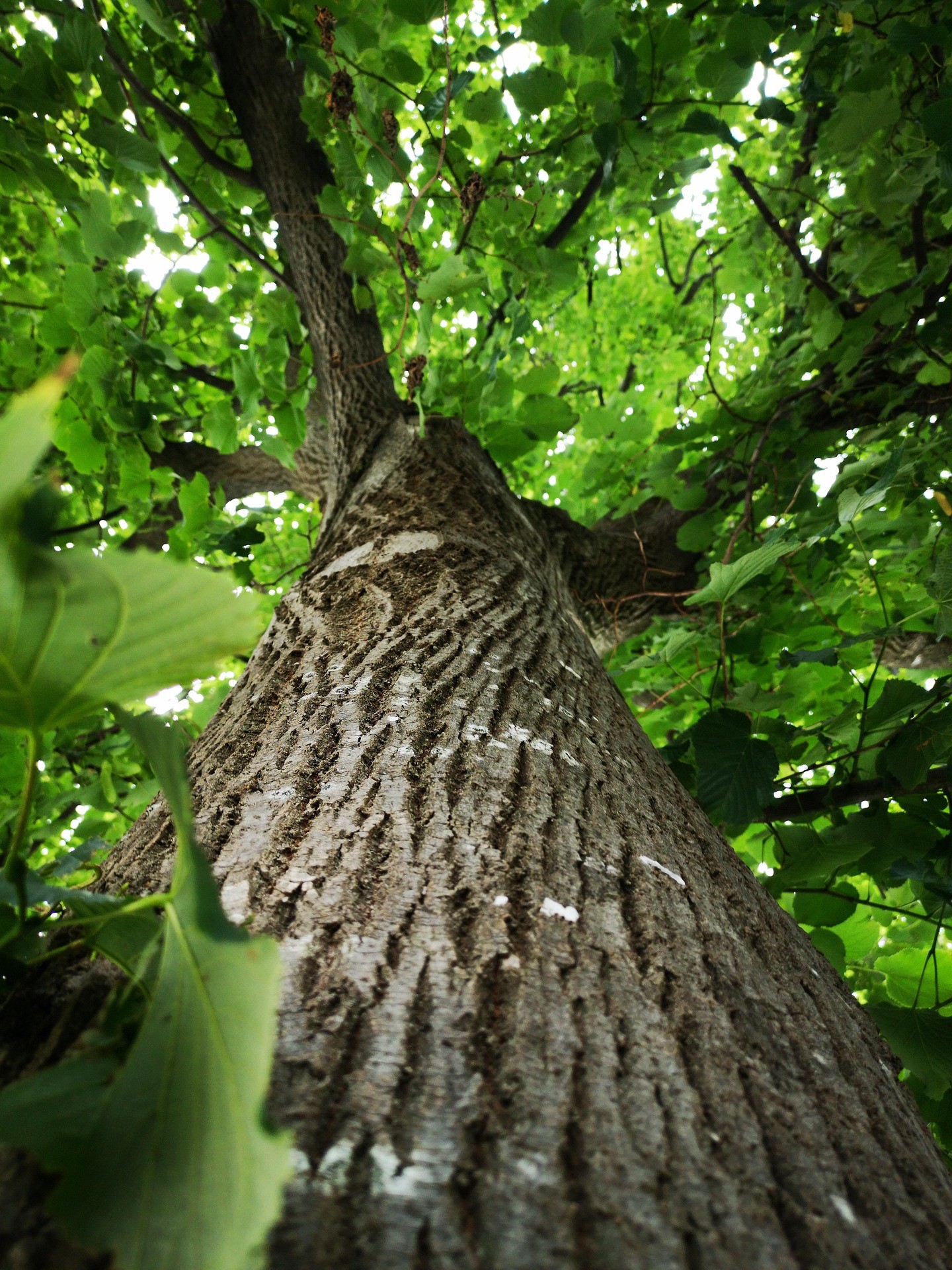woodland, twig Hintergrundbilder