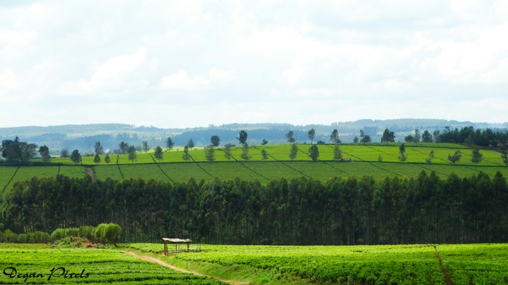 Tea Farm Plantation