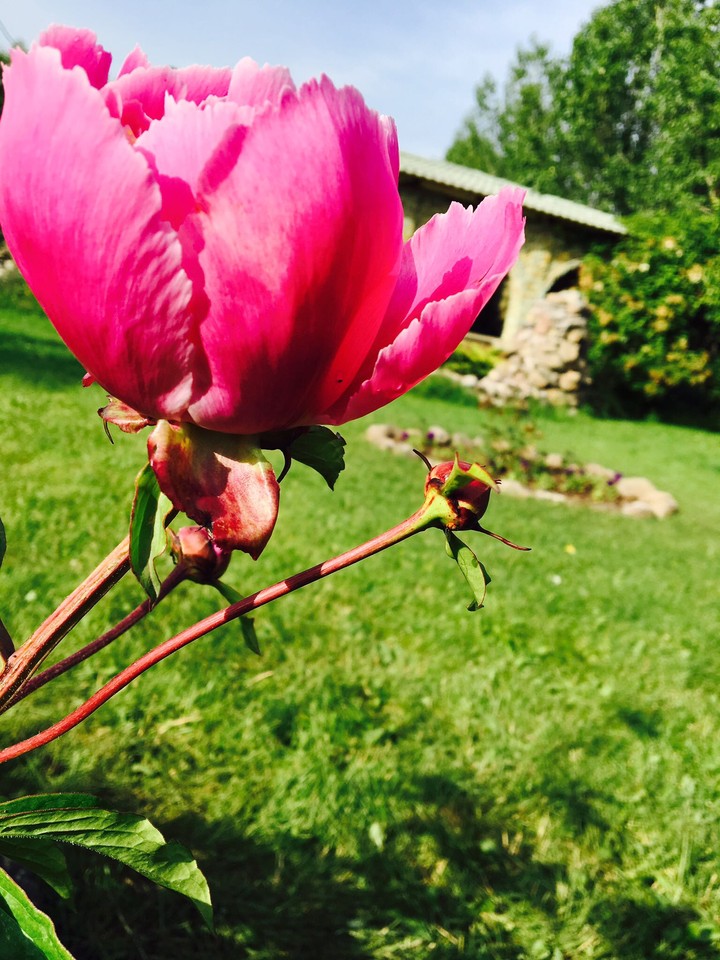 flower
