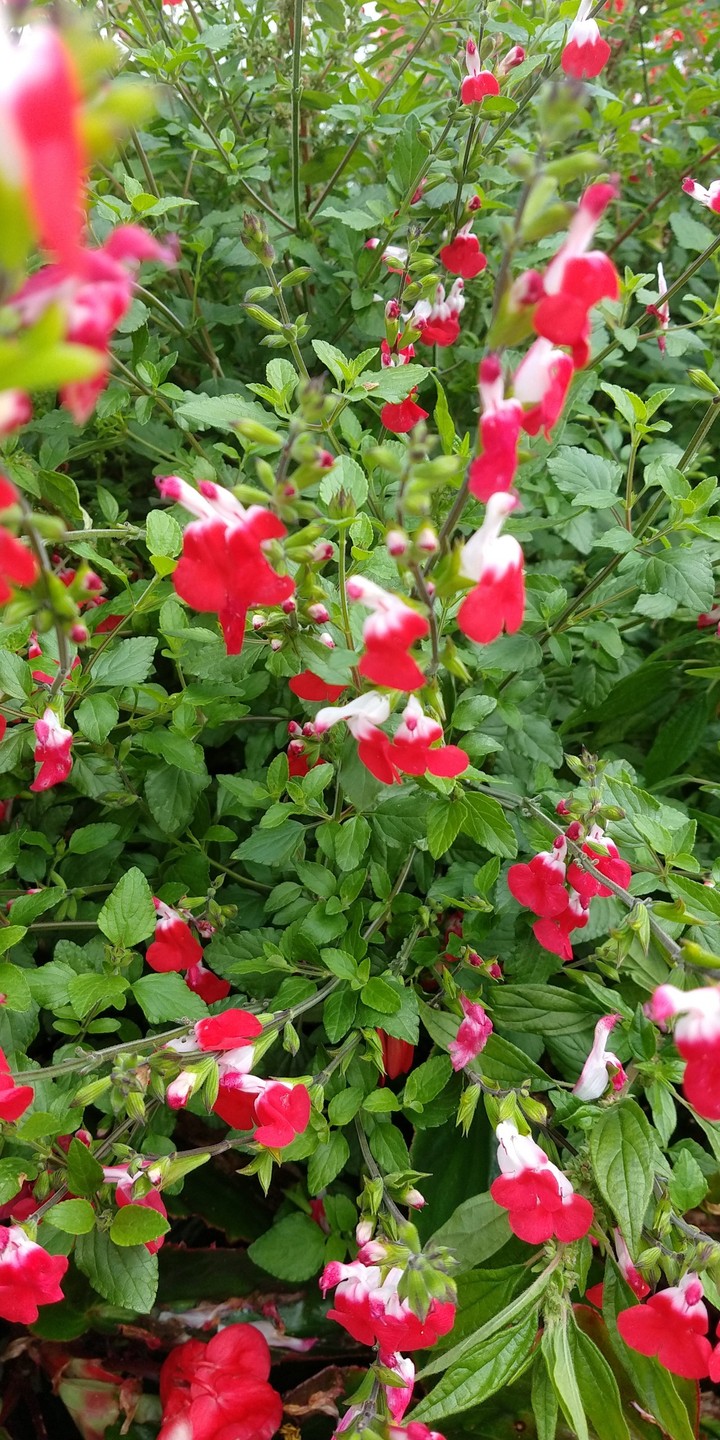 fiori