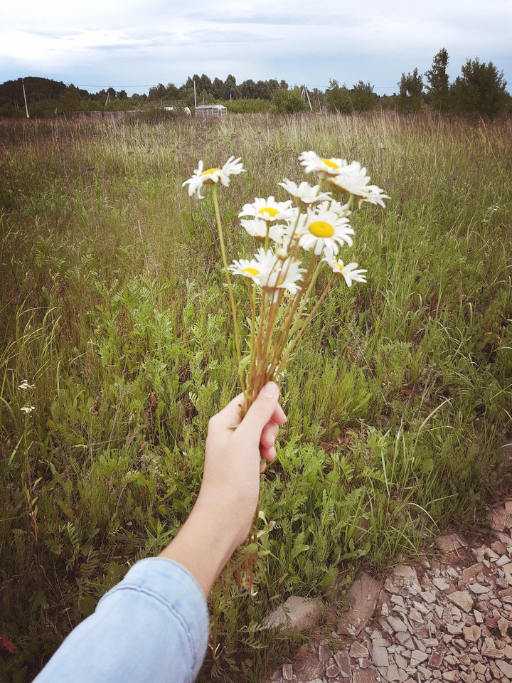 ромашки