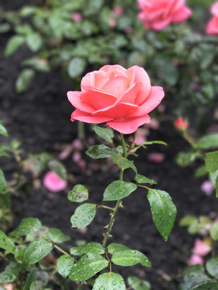 pinky roses and rainy drops