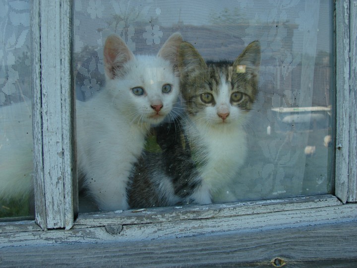Котики