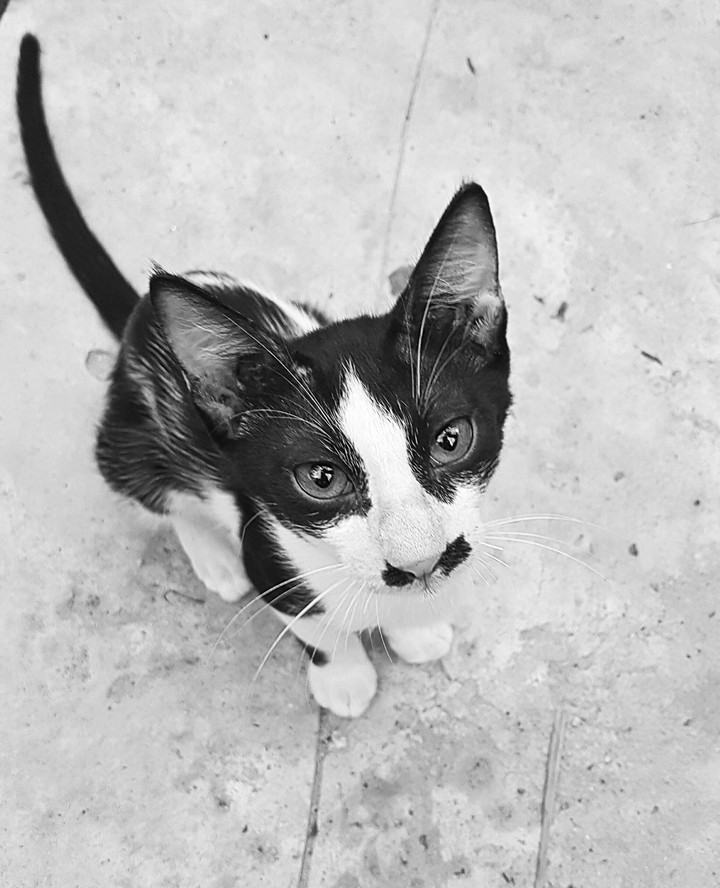 my cat