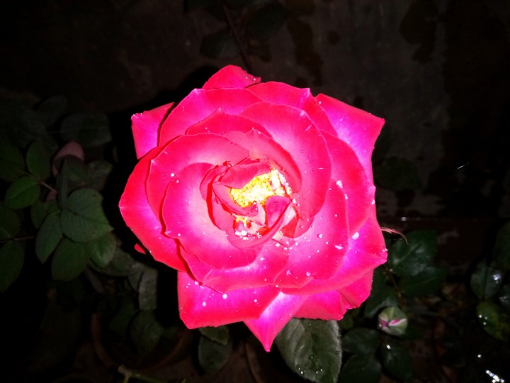 my Garden Rose