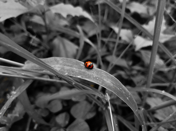beetle