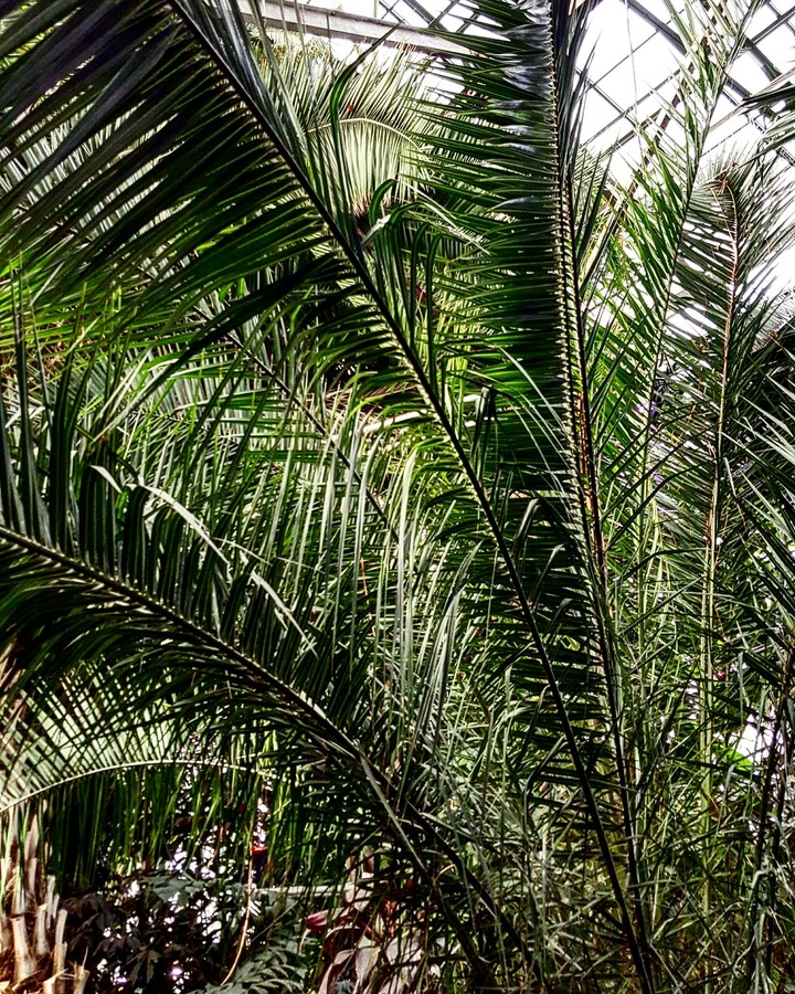 Palms