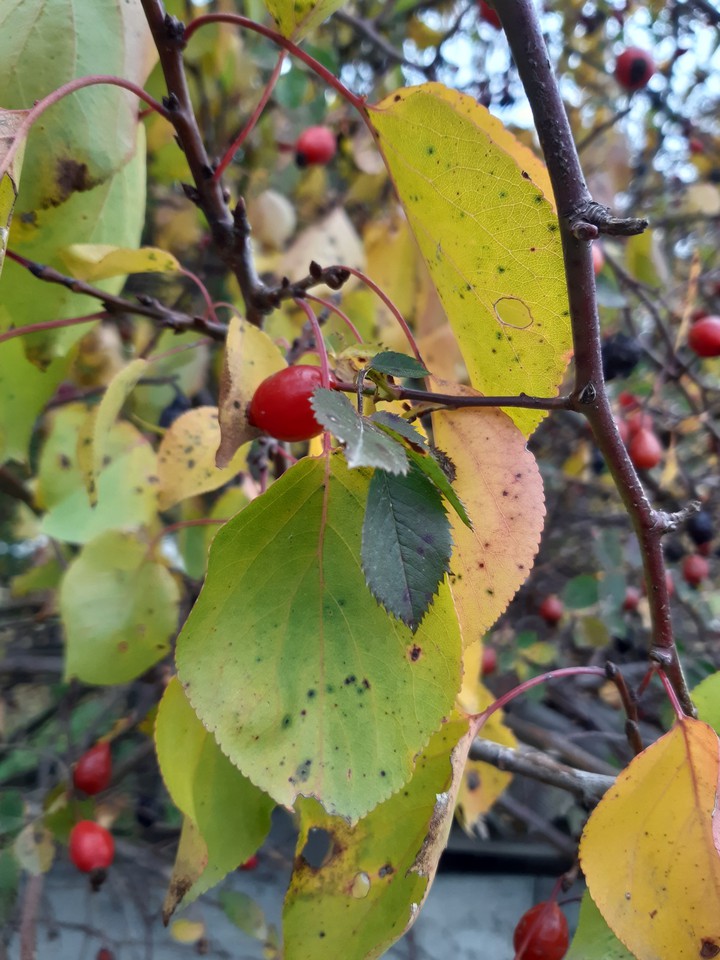 autumn