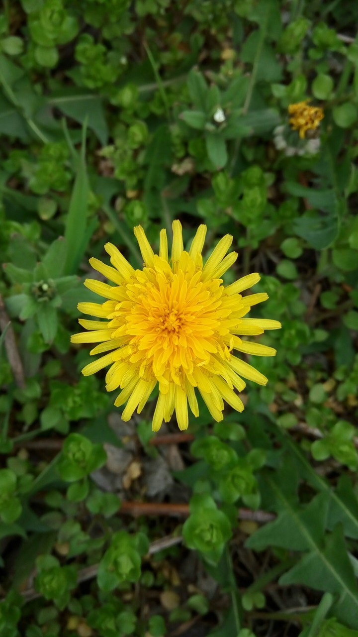 flower