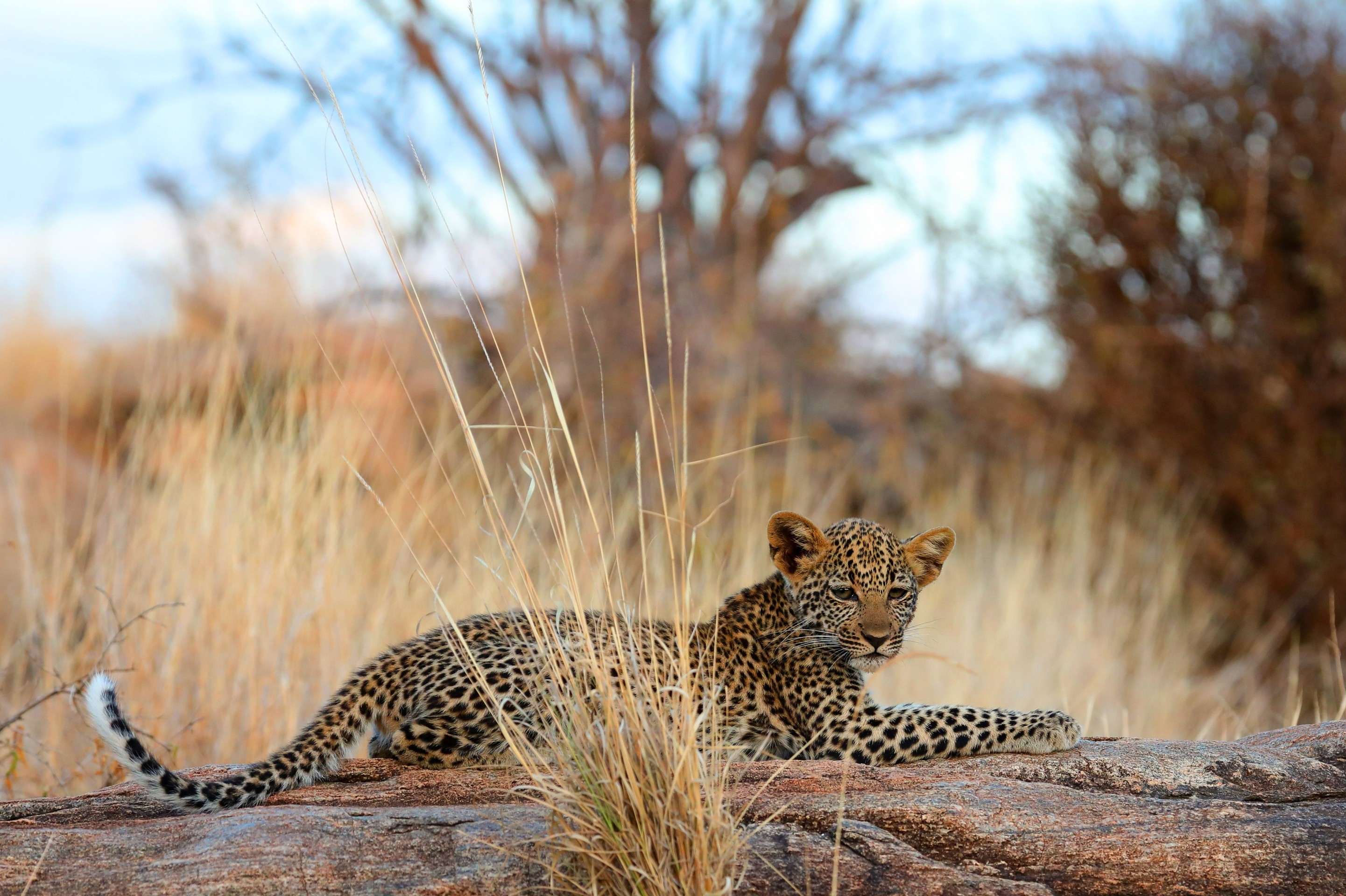 sfondi Wilderness, carnivores