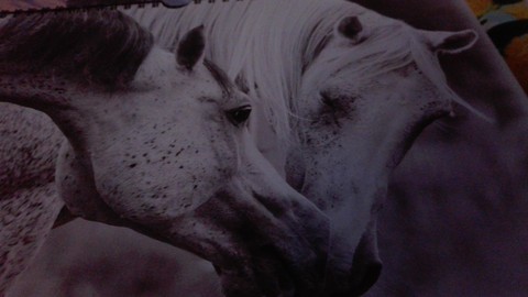 horses