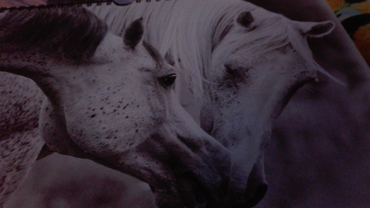 horses