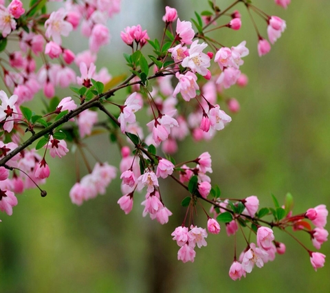 branch, flower háttérképek