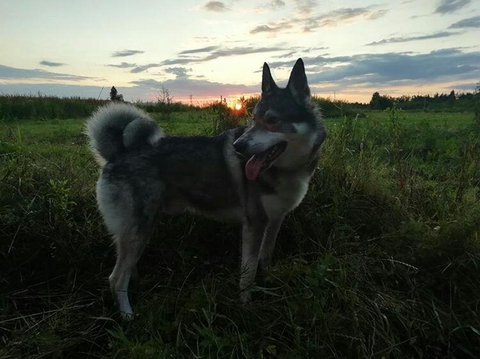 dog