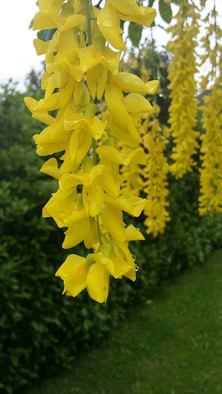 Yellow flowers 