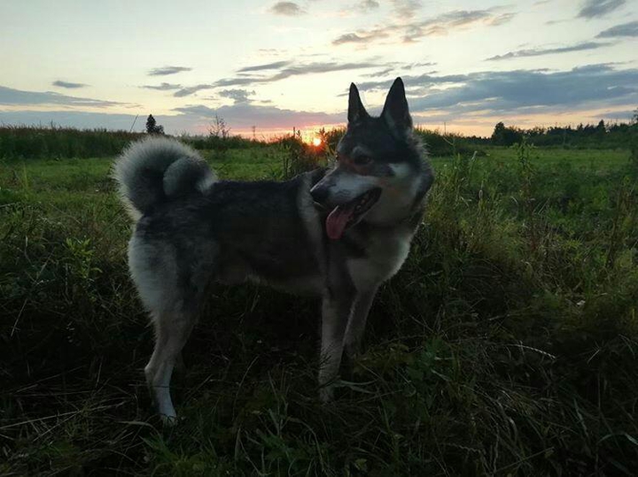 dog