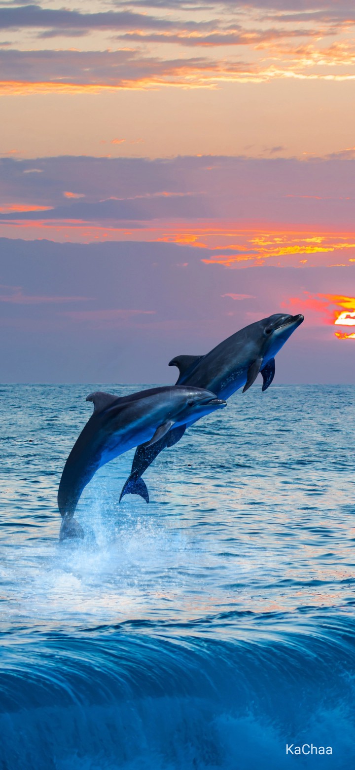 dolphins