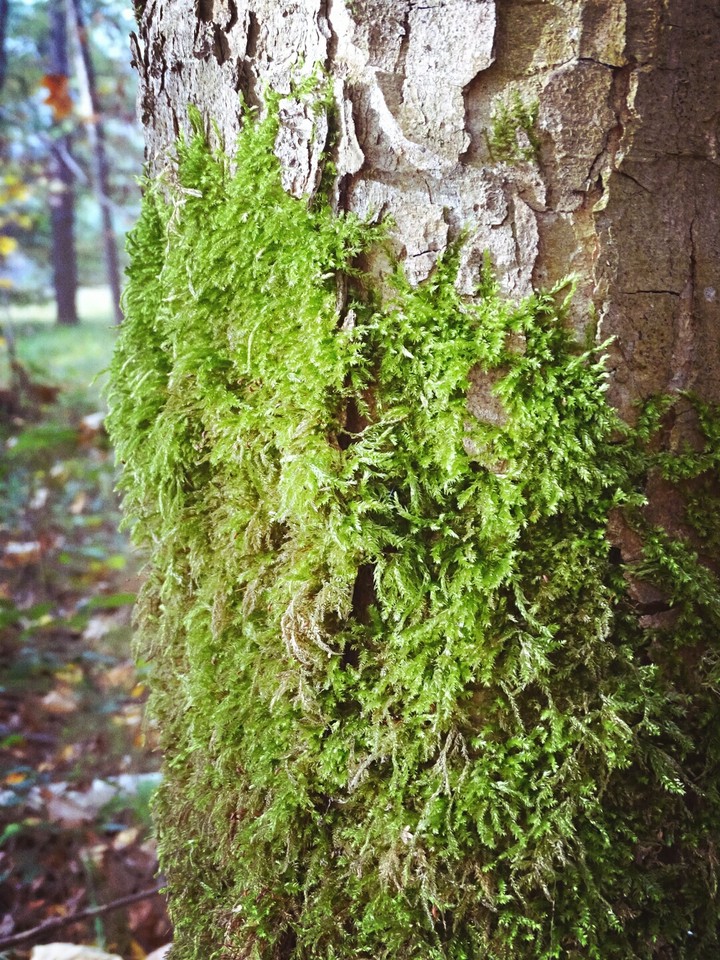 nature