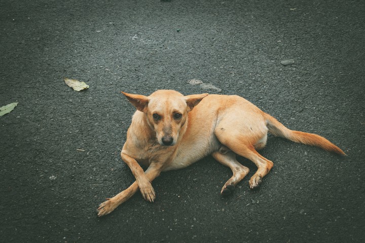 #streetdog #coloursplash #black #calm