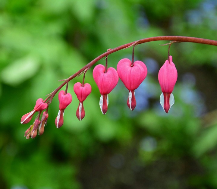 Hearts