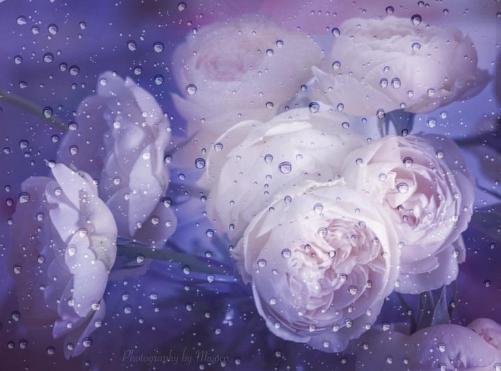droplets