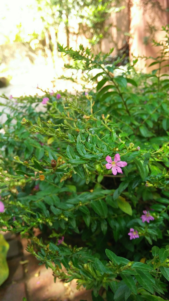 flowers