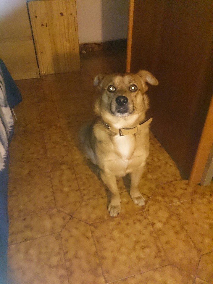 Ringo
