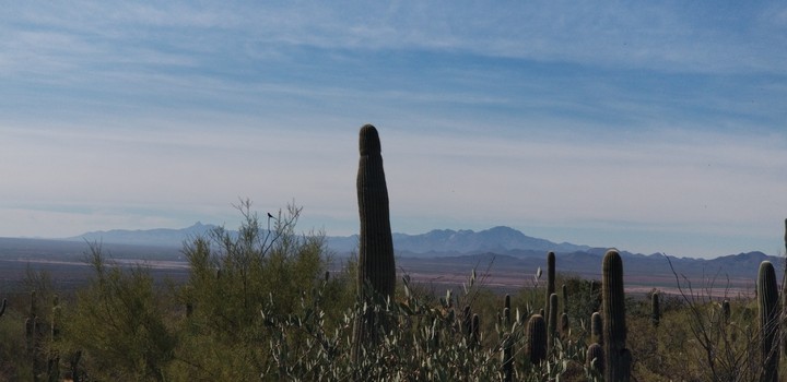 Desert morning