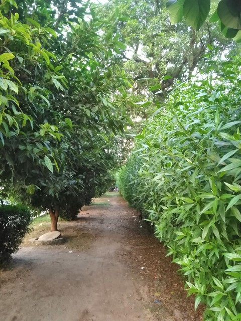 Green Gali