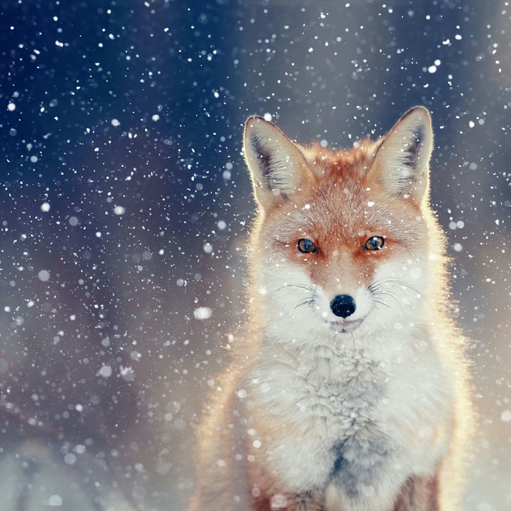 Winter with a fox