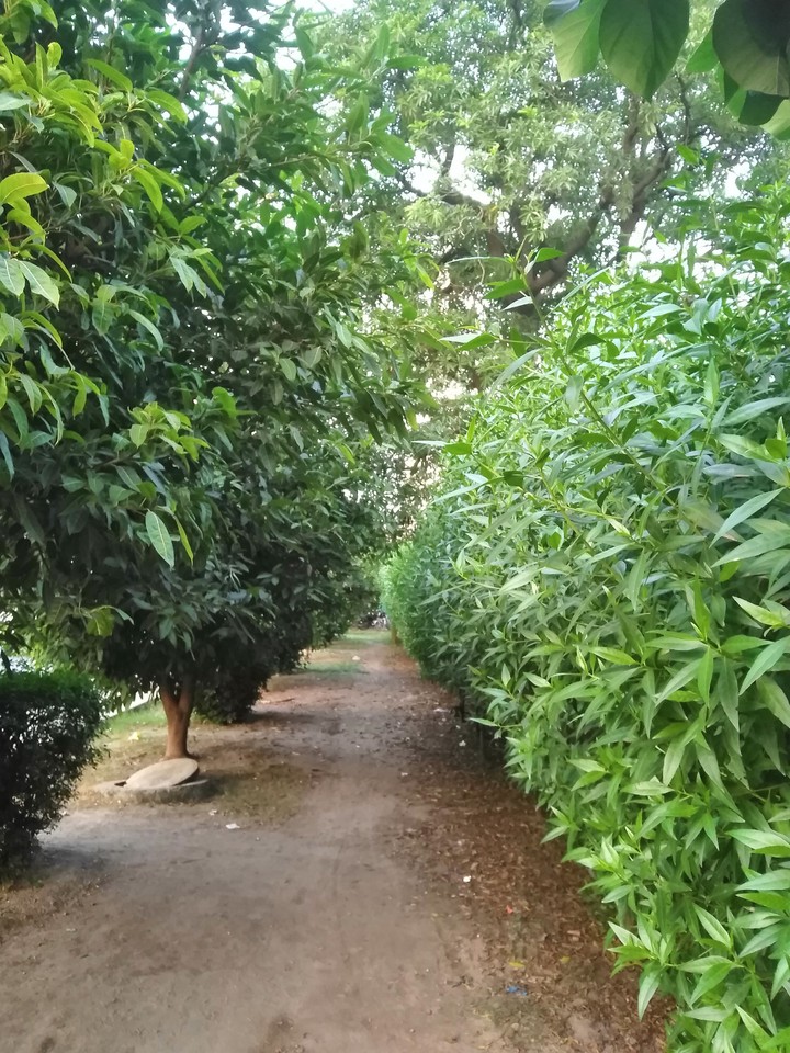 Green Gali