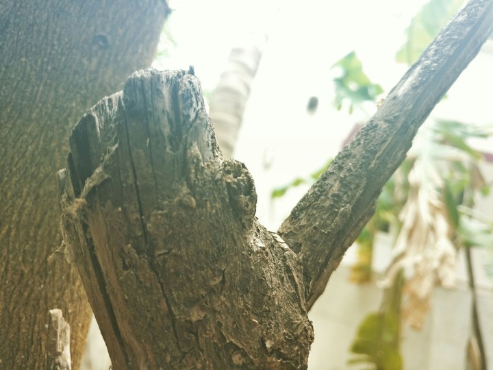 Wood of happiness