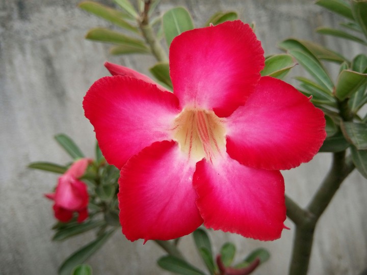 Beautiful Flowers
