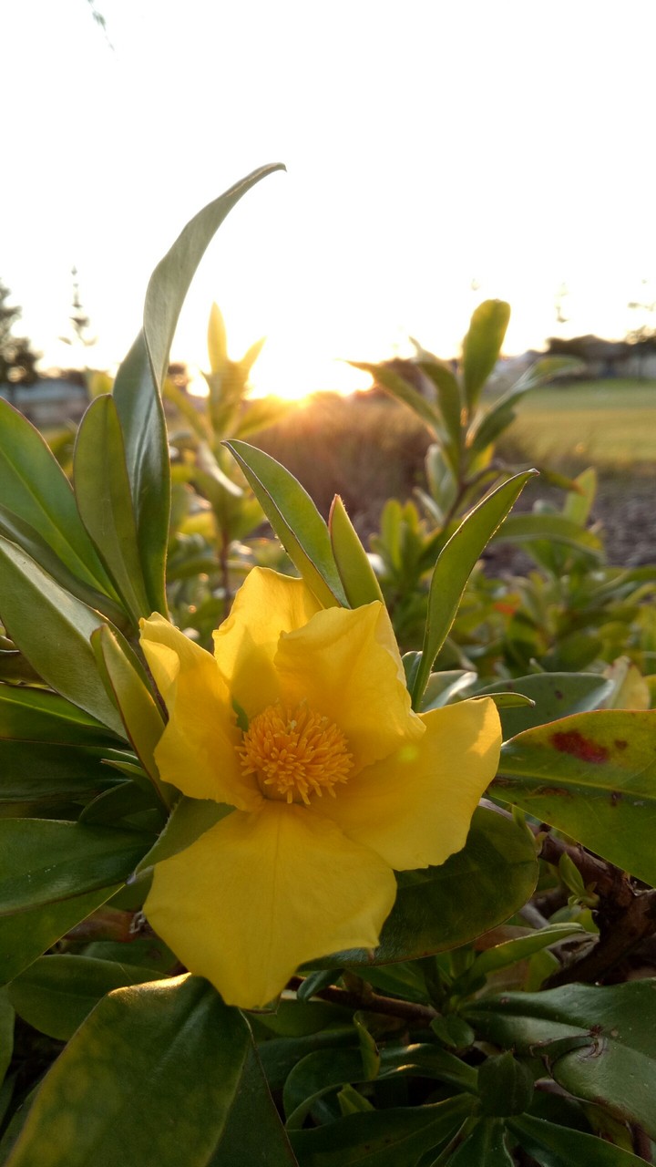 sunset flower