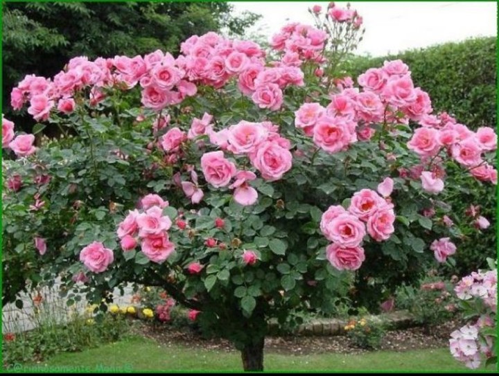 fleurs
