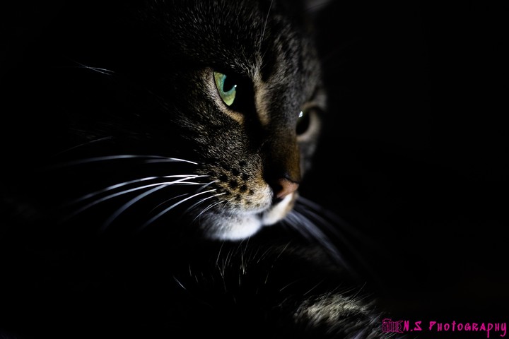 chat