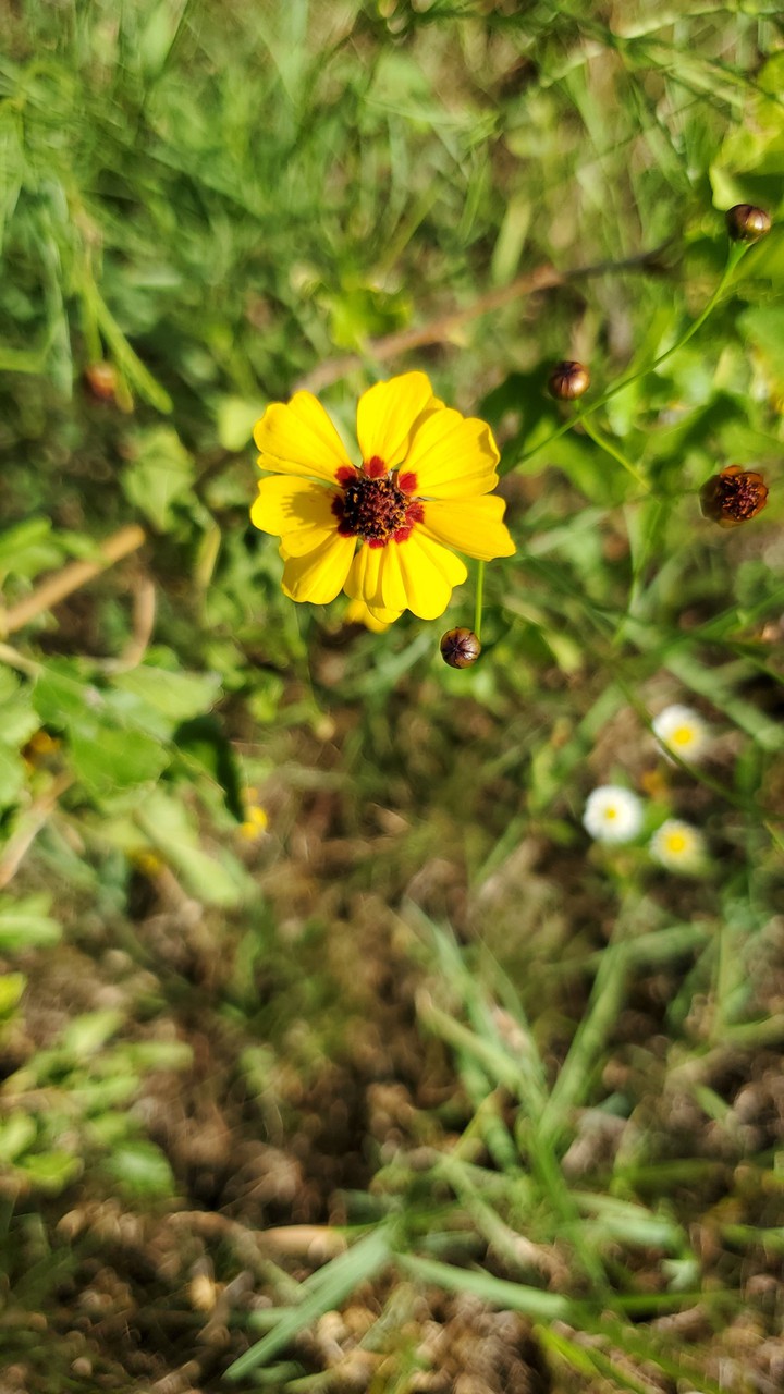 WILDFLOWER