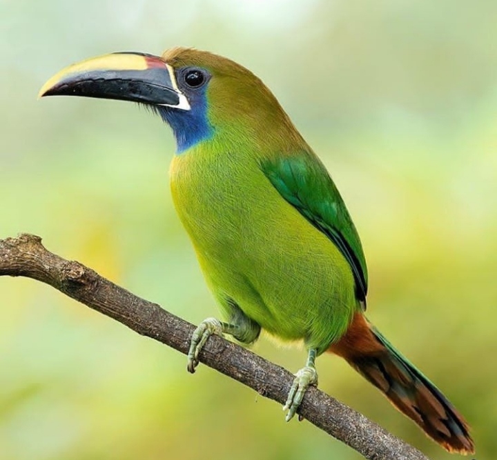 Bird
