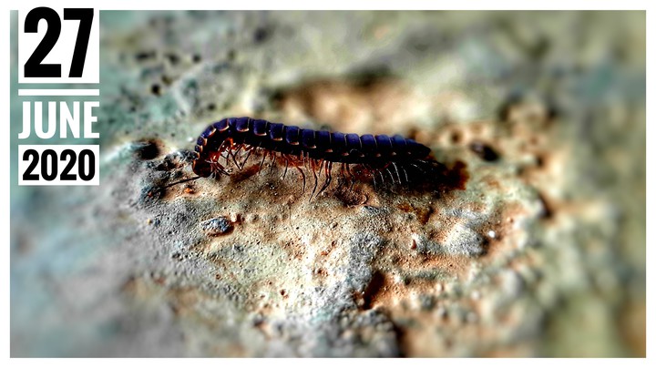 A PURPLE CENTIPEDE