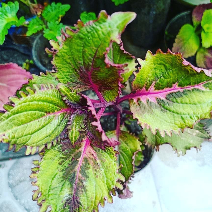 coleus