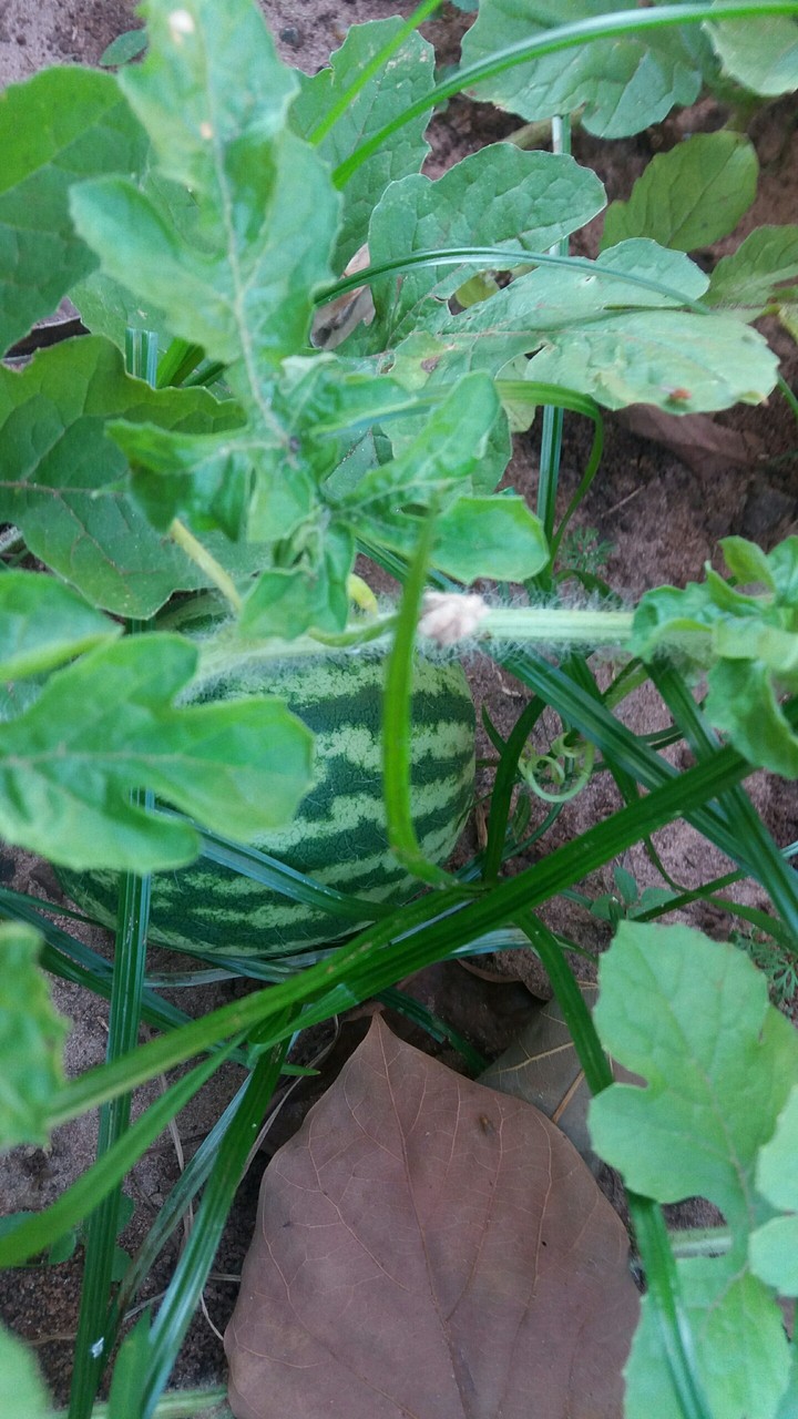in my backyard produced watermelon