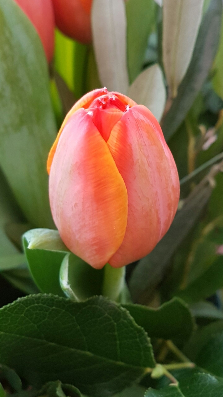 Tulip